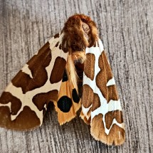 Strange butterly close to the cave